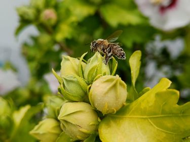 Eine Biene übersät mit Pollen sitzt auf einer geschlossenen Hibiskuskapsel