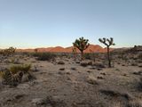 Der heutige Sonnenaufgang in der Wüste. Die Hügel im Hintergrund schon rot angeleuchtet, die Joshua Trees noch im Schatten.