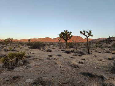 Der heutige Sonnenaufgang in der Wüste. Die Hügel im Hintergrund schon rot angeleuchtet, die Joshua Trees noch im Schatten.