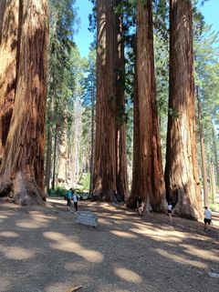Mammutbäume im Größenvergleich mit Touristen.