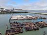 Die Seelöwen am Pier 39. Lautes Geschrei und Revierkämpfe sind an der Tagesordnung.