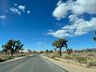 Joshua Trees vom Auto aus fotografiert.